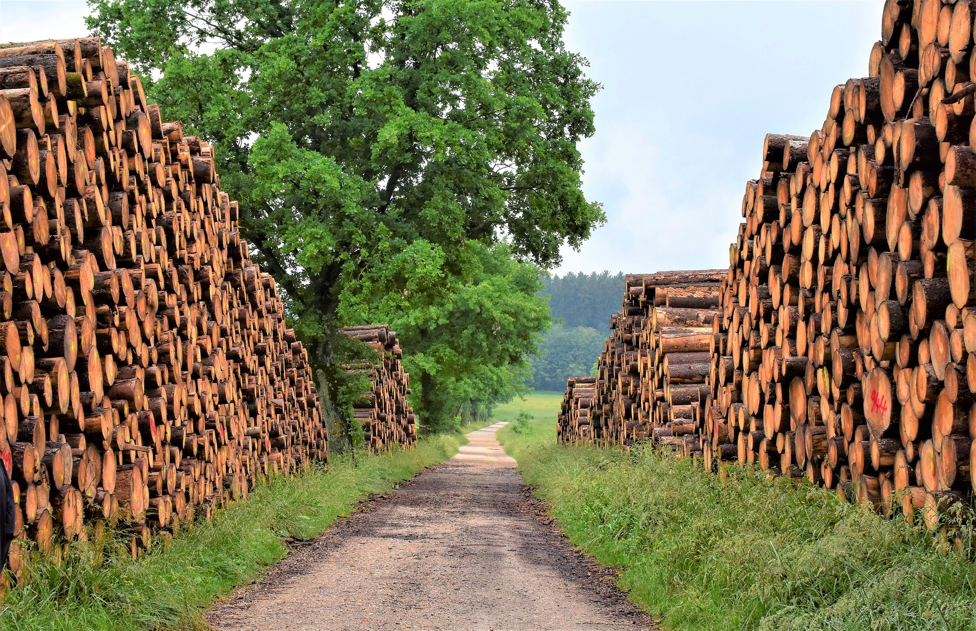 Holzdiebe mit GPS-Trackern stoppen