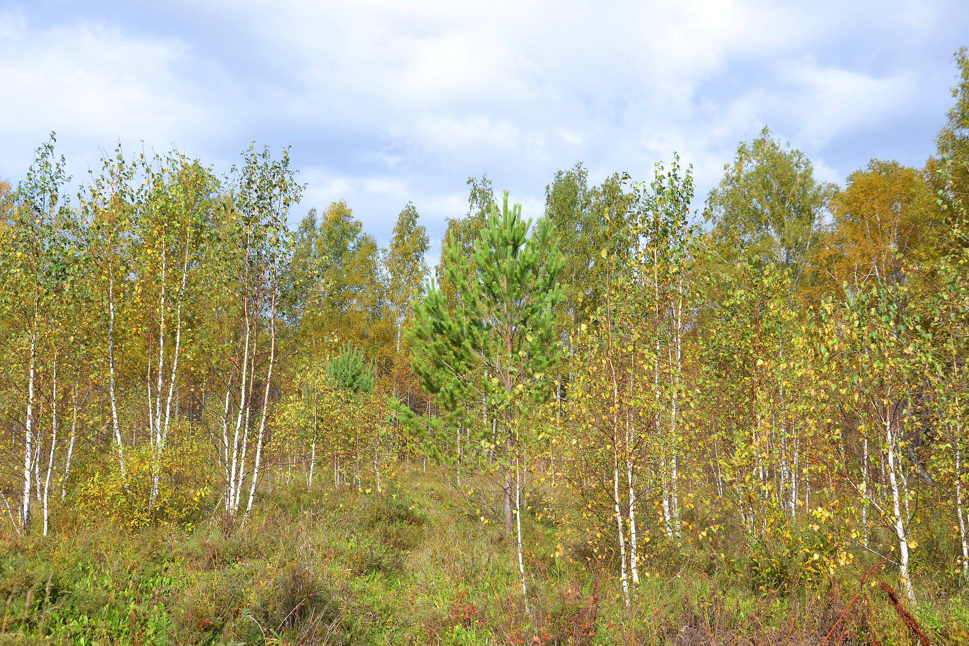 Wälder erhöhen Artenvielfalt